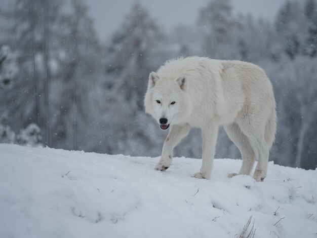 Фото Арктический волк