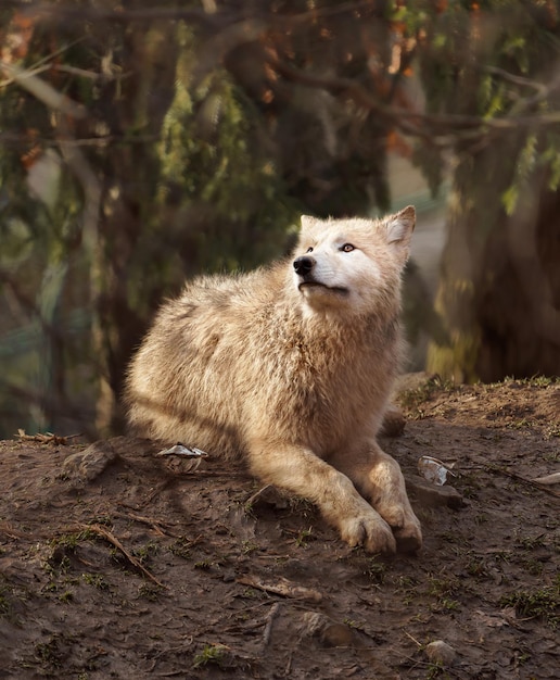 Arctic wolf