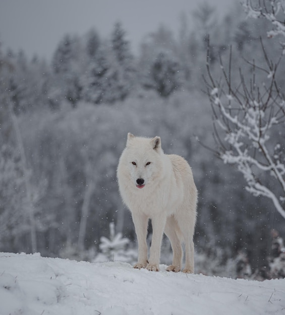 Arctic wolf