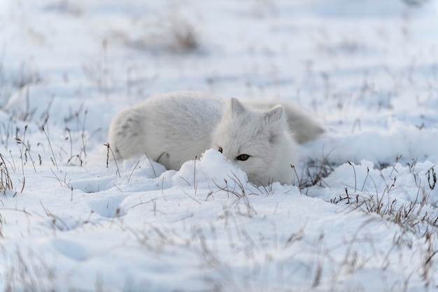 Arctische vos Vulpes Lagopus in de wilde toendra heeft de arctische vos zich verborgen