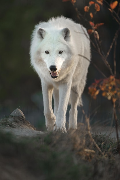 Arctische wolf