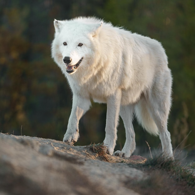 Arctische Wolf