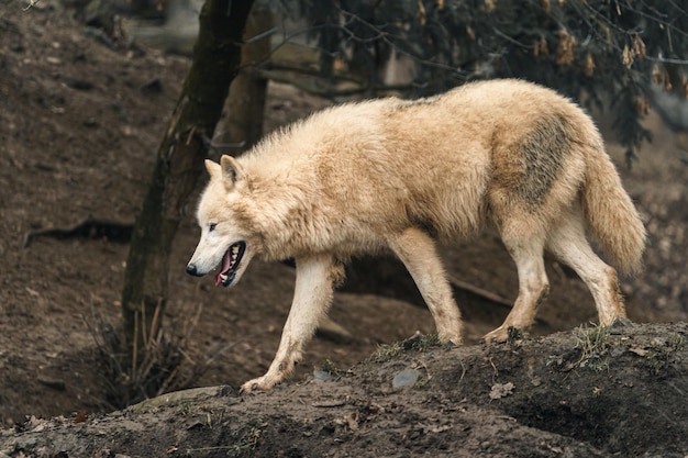 Arctische Wolf