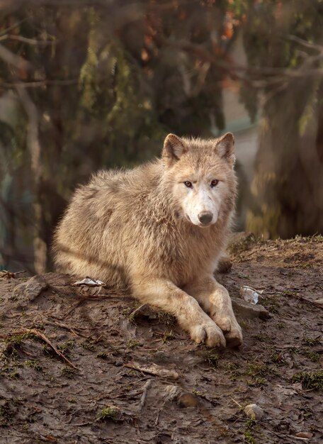 Arctische Wolf