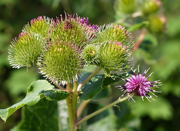 Arctium lappa, algemeen bekend als grote blaadje, bloeiende plant van bovenaf