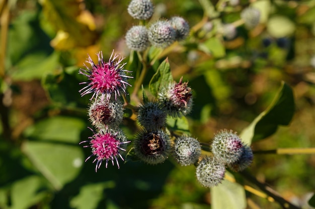 Photo arctium lappa commonly called greater burdock blooming burdock flowers on natural plant background