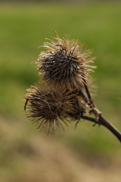 Photo arctium lappa commonly called greater burdock gob edible burdock lappa beggars buttons thorn