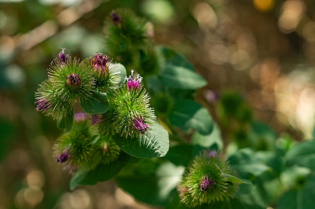 有益な特性を持つ Arctium マイナスの野生植物