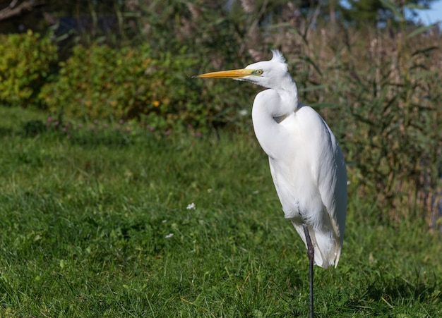 Ardea alba, also known as the common egret, large egret or great white egret or great white heron. Kemeri National Park. Latvia.