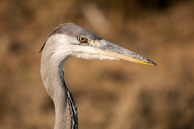 Ardea cinerea - De grijze reiger of airon is een soort pelecaniform vogel van de familie Ardeidae.