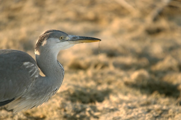 Ardea cinerea - The gray heron or airon is a species of pelecaniform bird of the Ardeidae family.