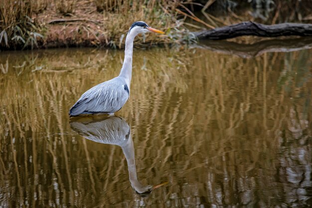 Ardea cinerea 야생 동물