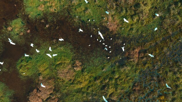 Areal view of birds flying over a field