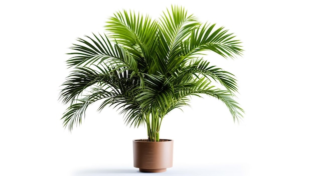 Areca palm geïsoleerd op de witte achtergrond