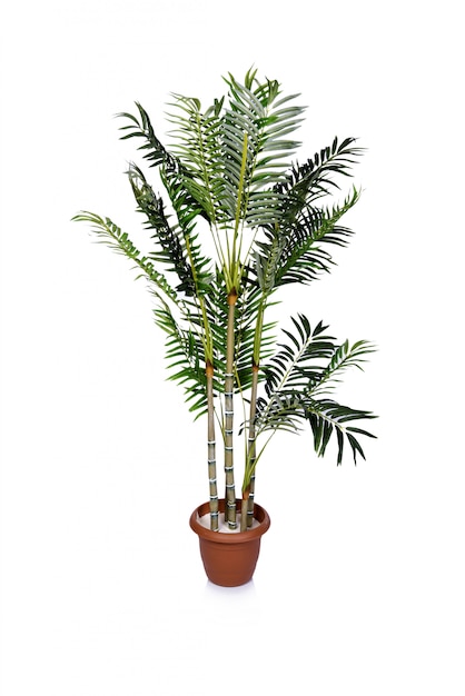 Areca palm geïsoleerd op de witte achtergrond