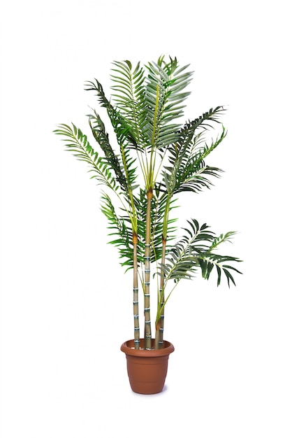 Areca 팜 흰색 배경에 고립