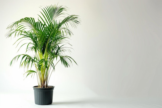 Areca Palm Plant On White Background