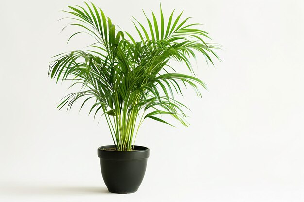 Areca Palm Plant On White Background