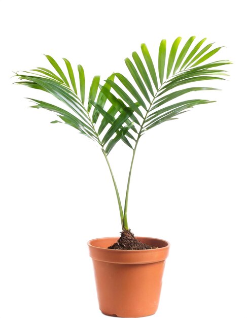 Photo areca palm in a pot isolated on white