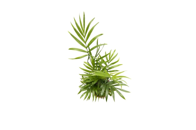 Areca palm top view, isolated on white background. Dypsis lutescens .