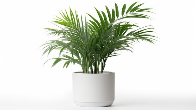 Areca palm tree in white pot isolated on white background