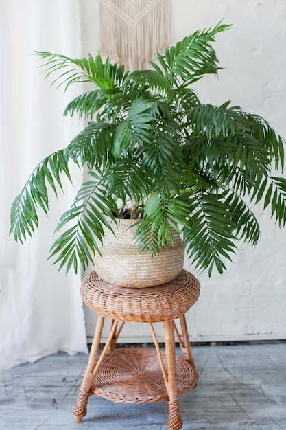 Photo areca palm in a wicker basket on a white background palm plant in a light interior