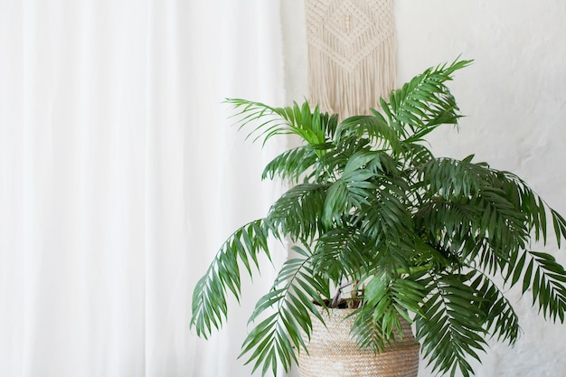 Areca palm in a wicker basket on a white background Palm plant in a light interior
