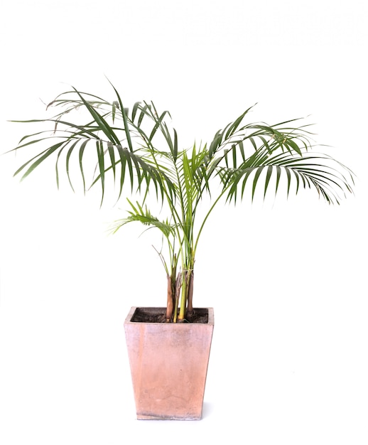 areca palms in studio