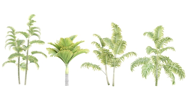 Areca palmVeitchia trees with transparent background 3D rendering for illustration digital composition architecture visualization