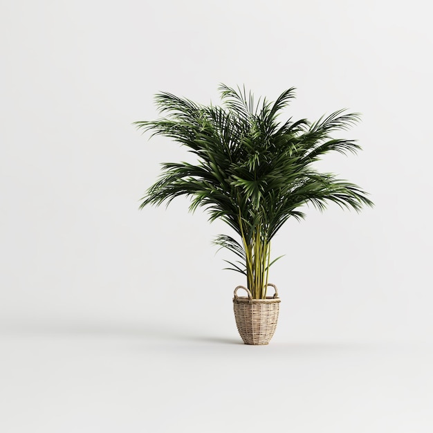 Areca tree in bamboo pot isolated on light background