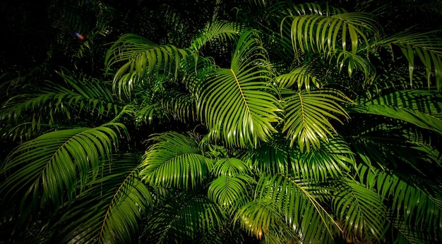 Arecaceae palm plants background beautiful tropical background\
for summer vibes beauty in nature green tropical for banner and\
design