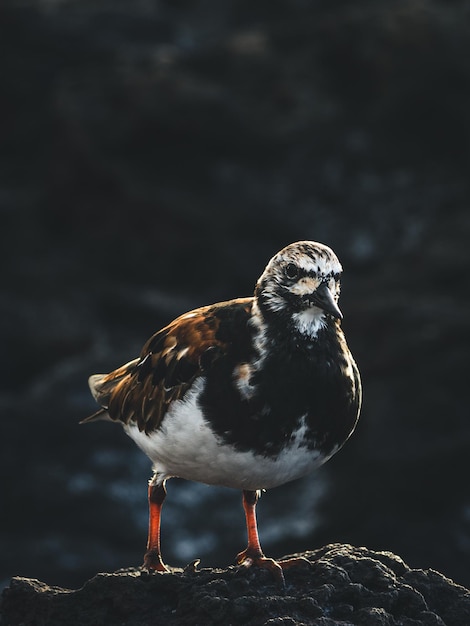 Arenaria interpres on the coast of Tenerife