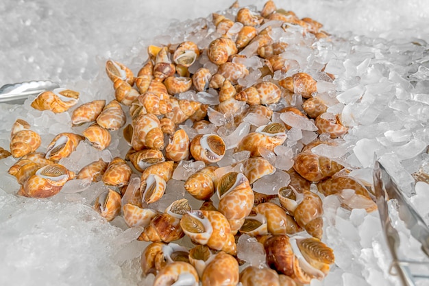 Areola babylon (Spotted babylon) - Fresh shellfish on ice.