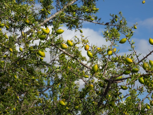 Argan nuts on tree branch in Morocco