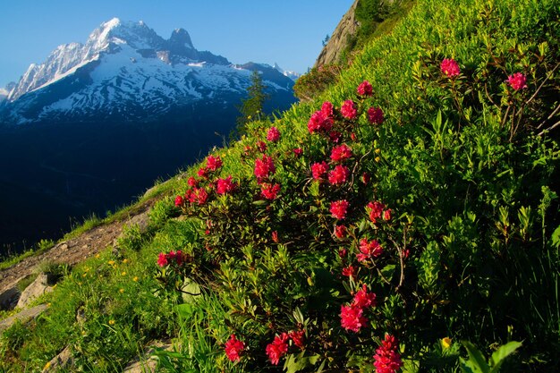 Argentiere chamonixhaute savoiefrance