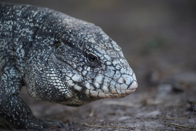 Argentijnse zwart-witte Tegu-hagedisPantanalBrazilië