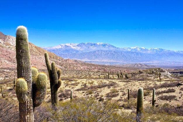 Photo argentina salta province cardones national park