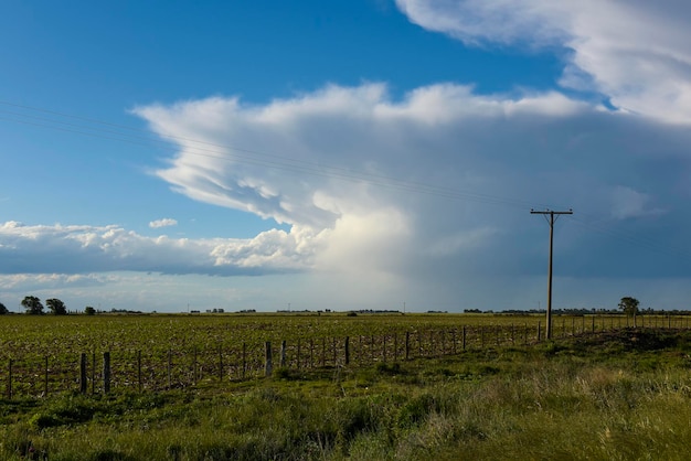 Argentine countryside landscape La Pampa province Patagonia Argentina