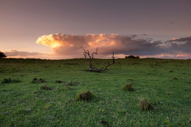 Argentine countryside landscape La Pampa province Patagonia Argentina