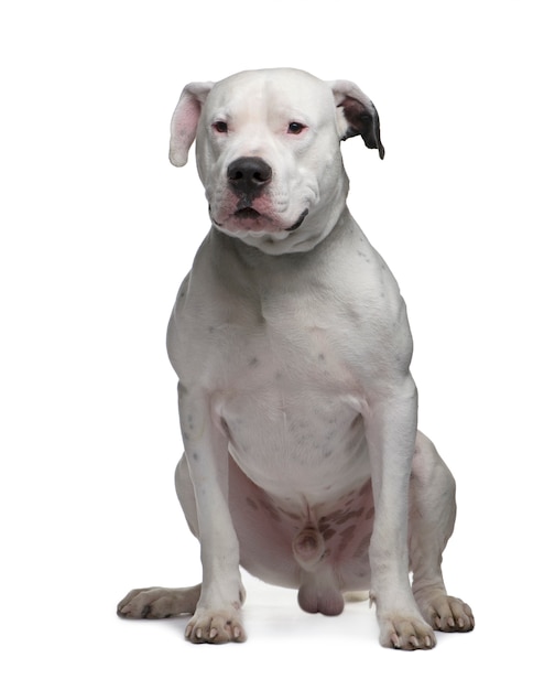 Foto dogo argentino con 2 anni. ritratto di cane isolato