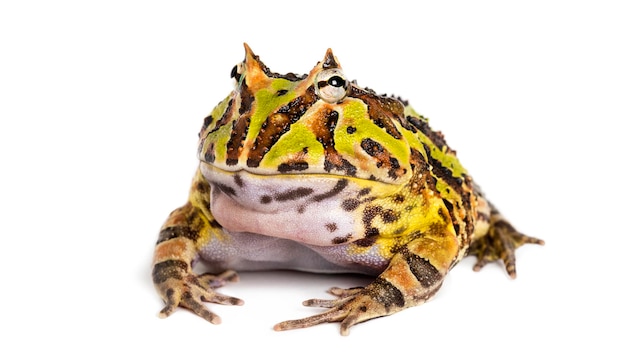 Аргентинская рогатая лягушка Ceratophrys ornata изолирована на белом