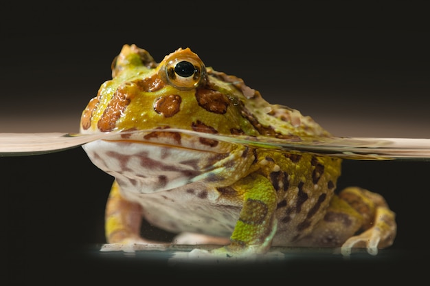 Argentine Horned Frog 