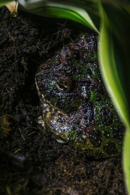 Rana cornuta argentina