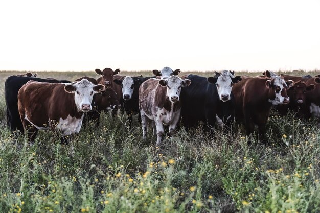 Photo argentine meat productioncows fed on natural grass