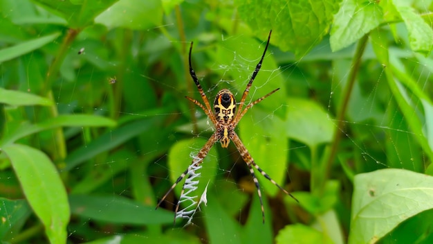 the Argiope anasuja spider is a species of spider in the Araneidae family