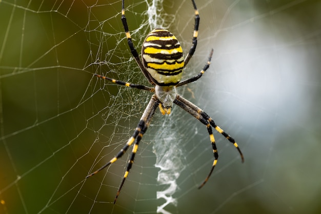 Argiope bruennichi. Хищный паук-оса опутывает свою добычу паутиной.