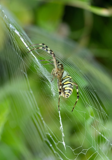 Argiope bruennichiは、腹部に赤と黄色の縞模様のクモの巣のトラクモの庭に座っています。