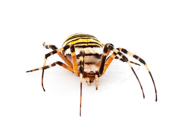 Argiope bruennichi voor witte achtergrond