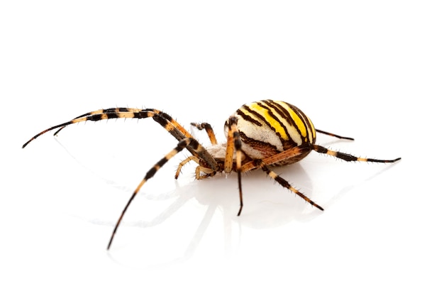 Argiope bruennichi voor witte achtergrond