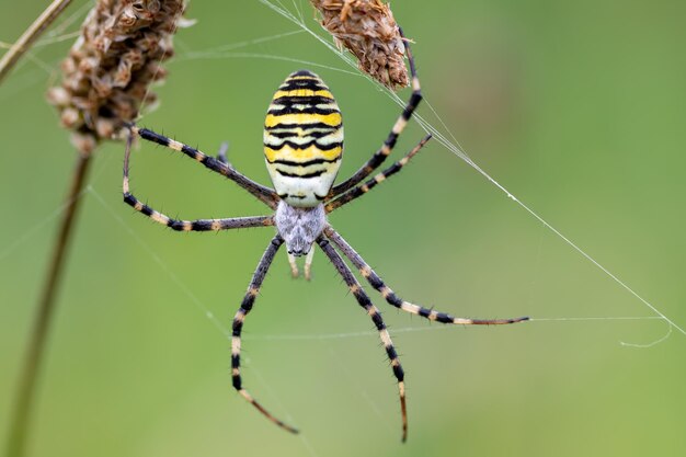 Argiope bruennichi wasp spider on web